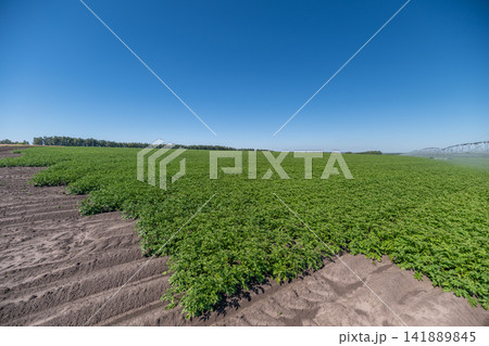 Vast potato field stretches under a clear blue sky in a sunlit rural landscape 141889845