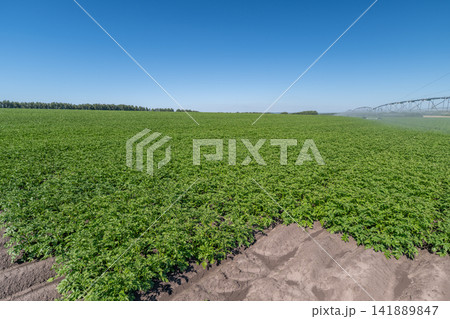 Vast green potato field stretches under a bright blue sky in the early afternoon sun Vast green potato field stretches under a bright blue sky in the early afternoon sun 141889847