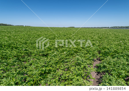 Vast potato field illuminated by the bright sun under a clear blue sky Vast potato field illuminated by the bright sun under a clear blue sky 141889854