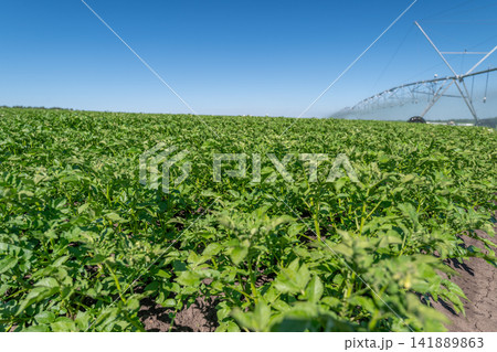 Vibrant gala potato field flourishing under a clear blue sky in the countryside Vibrant gala potato field flourishing under a clear blue sky in the countryside 141889863