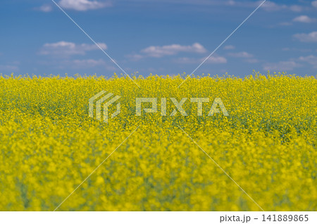 Vast fields of vibrant rapeseed flowers dancing under a bright blue sky Vast fields of vibrant rapeseed flowers dancing under a bright blue sky 141889865