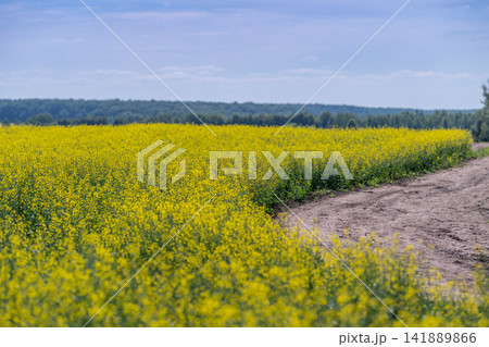 Golden rapeseed flowers bloom under a clear sky brightening up the peaceful countryside landscape with vivid yellow hues while the road winds through the field 141889866
