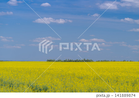 Vibrant rapeseed flowers blanket the countryside under a blue sky filled with fluffy white clouds Vibrant rapeseed flowers blanket the countryside under a blue sky filled with fluffy white clouds 141889874