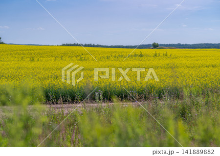 Vibrant rapeseed fields stretching under a clear blue sky in the countryside during springtime Vibrant rapeseed fields stretching under a clear blue sky in the countryside during springtime 141889882