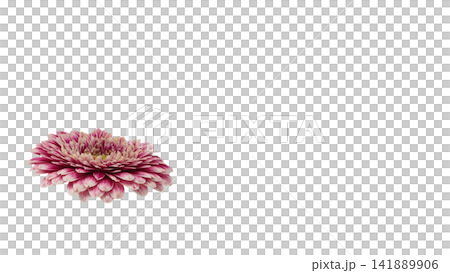 粉紅色和白色非洲菊，透明背景，微距拍攝。 141889906