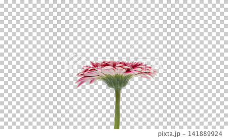 粉紅色和白色非洲菊,透明背景,微距拍攝。 粉紅色和白色非洲菊,透明背景,微距拍攝。 141889924