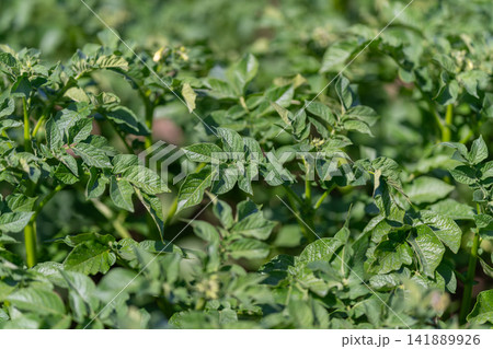Lush green potato plants thriving under the warm sun in a vibrant farm field Lush green potato plants thriving under the warm sun in a vibrant farm field 141889926