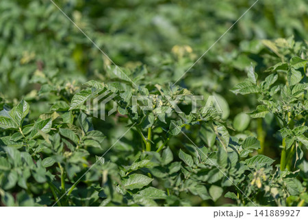 Potato plants thriving under the sun in a lush green field Potato plants thriving under the sun in a lush green field 141889927