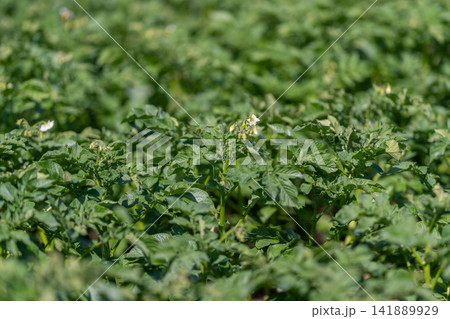 Vibrant potato plants thriving under the sun in a lush green field during the warm afternoon 141889929