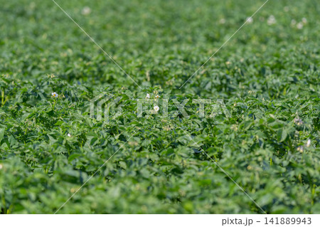 Endless fields of robust green potato plants basking in the warm sunlight of a clear summer day 141889943