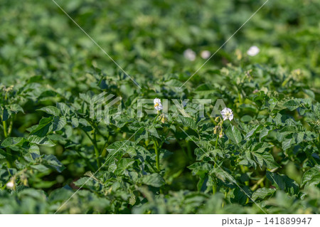 Lush fields of potato plants blooming in vibrant green under the bright sun Lush fields of potato plants blooming in vibrant green under the bright sun 141889947
