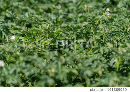 Fields of green bursting with potato plants under the warm sun showcasing delicate white flowers and rich foliage in a bountiful setting 141889950