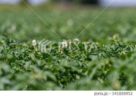 Potato plants thrive under the bright sun showcasing vibrant greenery and delicate white flowers in a sprawling field Potato plants thrive under the bright sun showcasing vibrant greenery and delicate white flowers in a sprawling field 141889952