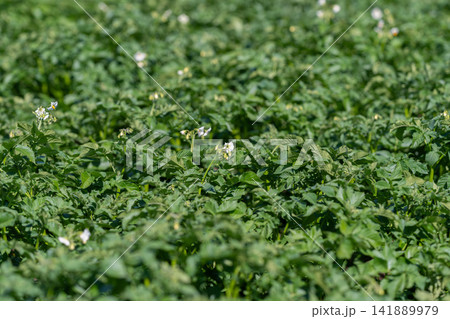 Lush green potato field alive with delicate white flowers swaying gently in a warm breeze 141889979