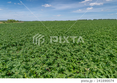 Endless green potato fields under a bright blue sky with fluffy clouds at midday 141890074