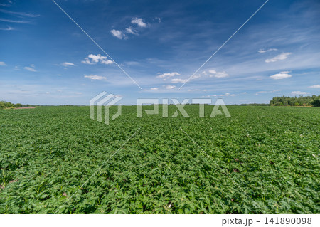 Endless green fields of potatoes under a vast blue sky with fluffy clouds during a bright sunny day Endless green fields of potatoes under a vast blue sky with fluffy clouds during a bright sunny day 141890098