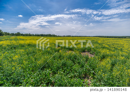 Vibrant rapeseed flowers dance under a bright sky painting a picturesque landscape in full bloom during the warm spring afternoon Vibrant rapeseed flowers dance under a bright sky painting a picturesque landscape in full bloom during the warm spring afternoon 141890148