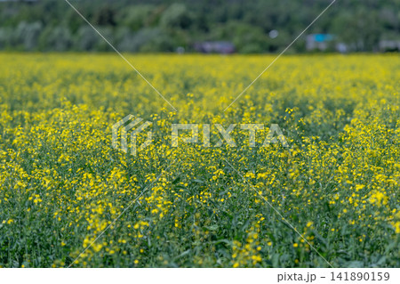 Vibrant rapeseed flowers bloom across the rolling fields creating a golden sea under the warm sun in early spring inviting nature lovers to explore their beauty Vibrant rapeseed flowers bloom across the rolling fields creating a golden sea under the warm sun in early spring inviting nature lovers to explore their beauty 141890159
