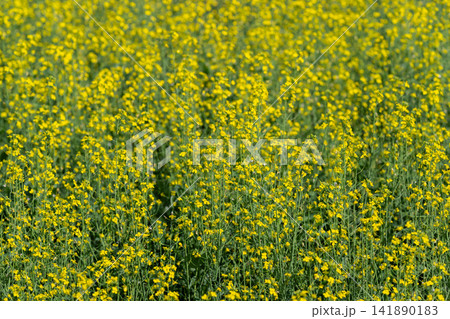 Bright yellow canola fields sway gently under the sun in a picturesque landscape 141890183