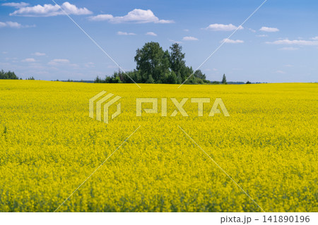 A vibrant field of blooming canola under a clear blue sky creating a captivating landscape in early summer A vibrant field of blooming canola under a clear blue sky creating a captivating landscape in early summer 141890196