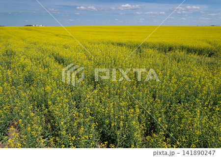 Vibrant fields of canola bloom under a bright sky in the heart of springtime showcasing nature's golden beauty in full glory Vibrant fields of canola bloom under a bright sky in the heart of springtime showcasing nature's golden beauty in full glory 141890247