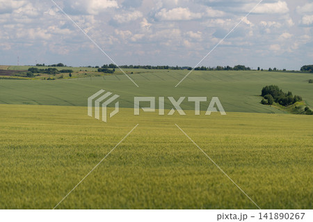Vibrant green fields stretch across the horizon under a vast sky showcasing nature's beauty in a peaceful rural setting 141890267