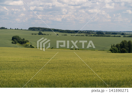 Vast green fields stretch endlessly under a blue sky with fluffy clouds in a peaceful countryside landscape Vast green fields stretch endlessly under a blue sky with fluffy clouds in a peaceful countryside landscape 141890271