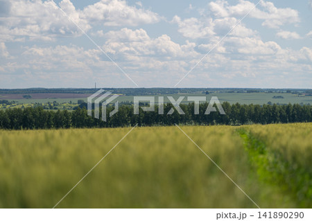Golden wheat sways gently in the breeze under a vast sky filled with puffy clouds showcasing nature's artistry 141890290
