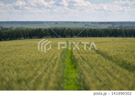 Golden fields of grain stretching toward distant hills under a blue sky filled with fluffy clouds invite a sense of peace and tranquility 141890302