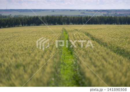 Expansive golden fields stretch towards the horizon under a clear blue sky in a tranquil countryside setting 141890308