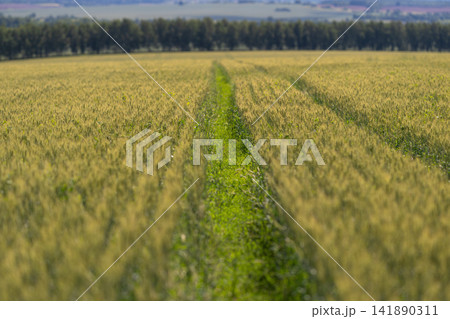 Golden wheat fields stretch endlessly under a clear blue sky with a narrow trail cutting through the vibrant green grass 141890311