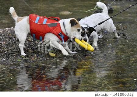 コレ僕のだよ~!!おもちゃで遊ぶ2匹の愛犬 ジャックラッセルテリア コレ僕のだよ~!!おもちゃで遊ぶ2匹の愛犬 ジャックラッセルテリア 141890318
