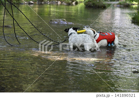 コレ僕のだよ~!!おもちゃで遊ぶ2匹の愛犬 ジャックラッセルテリア コレ僕のだよ~!!おもちゃで遊ぶ2匹の愛犬 ジャックラッセルテリア 141890321
