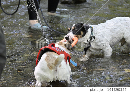 コレ僕のだよ~!!おもちゃで遊ぶ2匹の愛犬 ジャックラッセルテリア コレ僕のだよ~!!おもちゃで遊ぶ2匹の愛犬 ジャックラッセルテリア 141890325