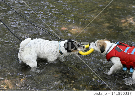コレ僕のだよ～！！おもちゃで遊ぶ2匹の愛犬　ジャックラッセルテリア 141890337