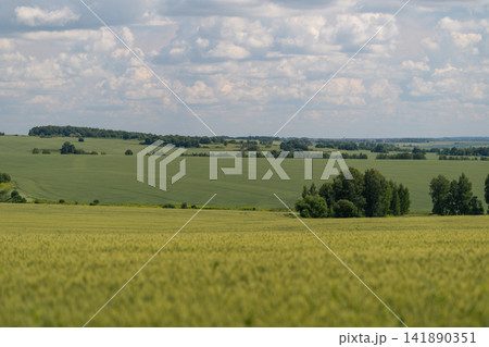 Expansive green fields stretch under a vibrant sky filled with fluffy clouds Expansive green fields stretch under a vibrant sky filled with fluffy clouds 141890351