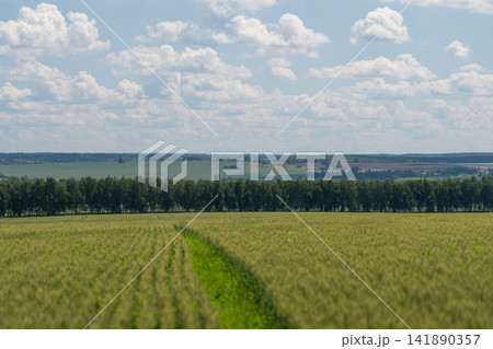 Lush green fields stretch under a bright blue sky filled with fluffy clouds on a sunny day Lush green fields stretch under a bright blue sky filled with fluffy clouds on a sunny day 141890357