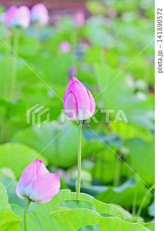 蓮花のつぼみ 蓮花のつぼみ 141890572