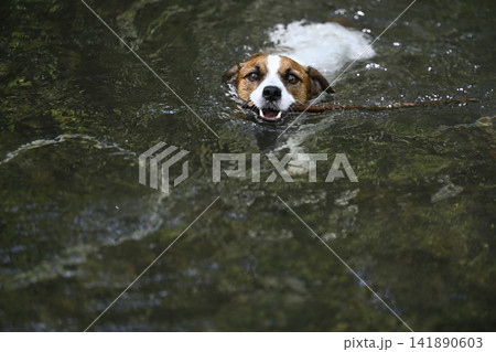 お気に入りの枝を咥えて気持ちよさそうに泳ぐ愛犬　ジャックラッセルテリア（スムースコート） 141890603