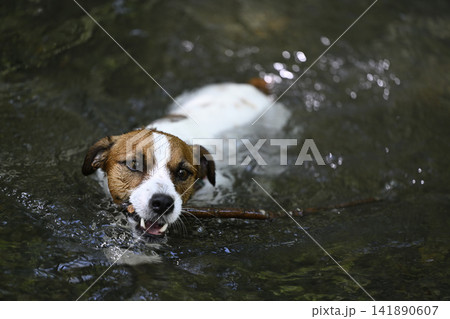 お気に入りの枝を咥えて気持ちよさそうに泳ぐ愛犬 ジャックラッセルテリア(スムースコート) お気に入りの枝を咥えて気持ちよさそうに泳ぐ愛犬 ジャックラッセルテリア(スムースコート) 141890607