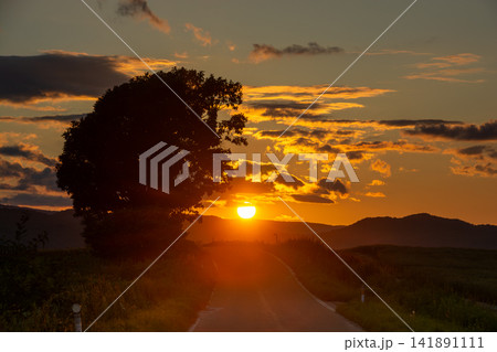 夕日を反射してオレンジ色に耀く夕雲と大きな木のシルエット 141891111