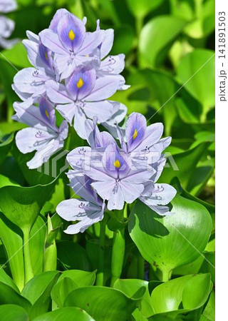 ホテイアオイの花 ホテイアオイの花 141891503