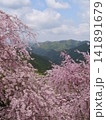 満開のしだれ桜と新緑の山々 141891679
