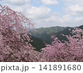 満開のしだれ桜と新緑の山々 141891680