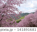 満開のしだれ桜と新緑の山々 141891681