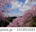 満開のしだれ桜と新緑の山々 141891683