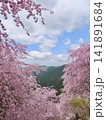 満開のしだれ桜と新緑の山々 141891684