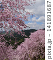 満開のしだれ桜と新緑の山々 141891687