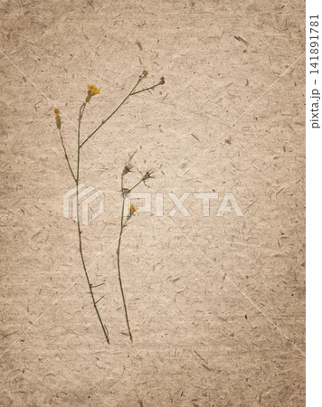 Natural recycled paper background with visible fibers and mulberry texture, dried wildflowers in a vintage botanical flat lay, soft pressed plant arrangement, rustic organic design with copy space. 141891781