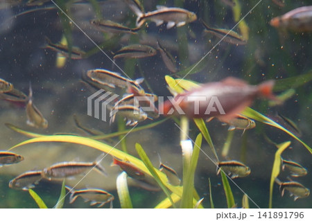 School of Pencilfish Swimming Among Green Aquarium Plants 141891796